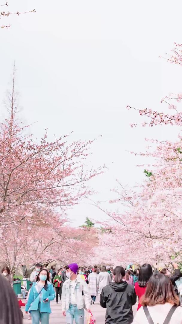春季游客观看樱花视频的预览图