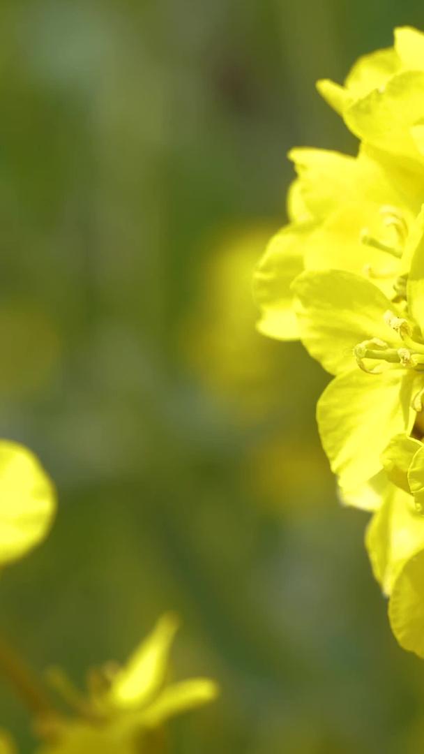 春暖花开的油菜花和辛勤的蜜蜂慢镜头视频的预览图
