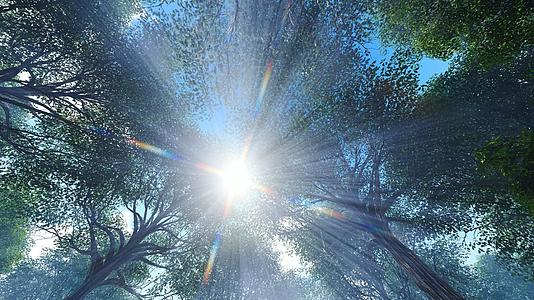 阳光透过森林视频的预览图