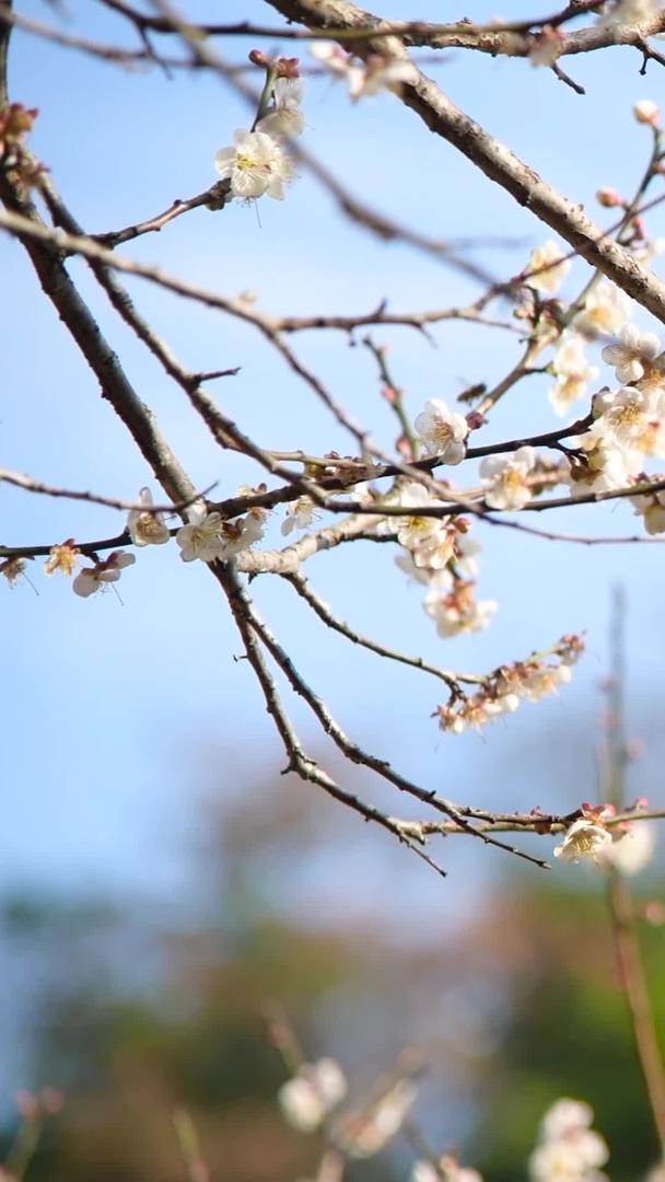 盛开的梅花视频的预览图