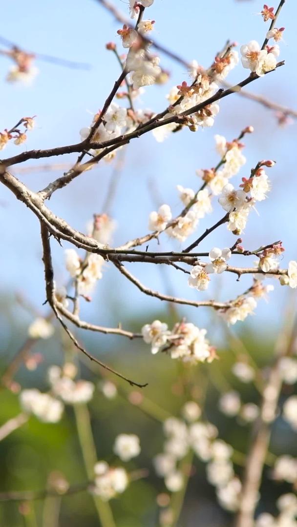 盛开的梅花视频的预览图
