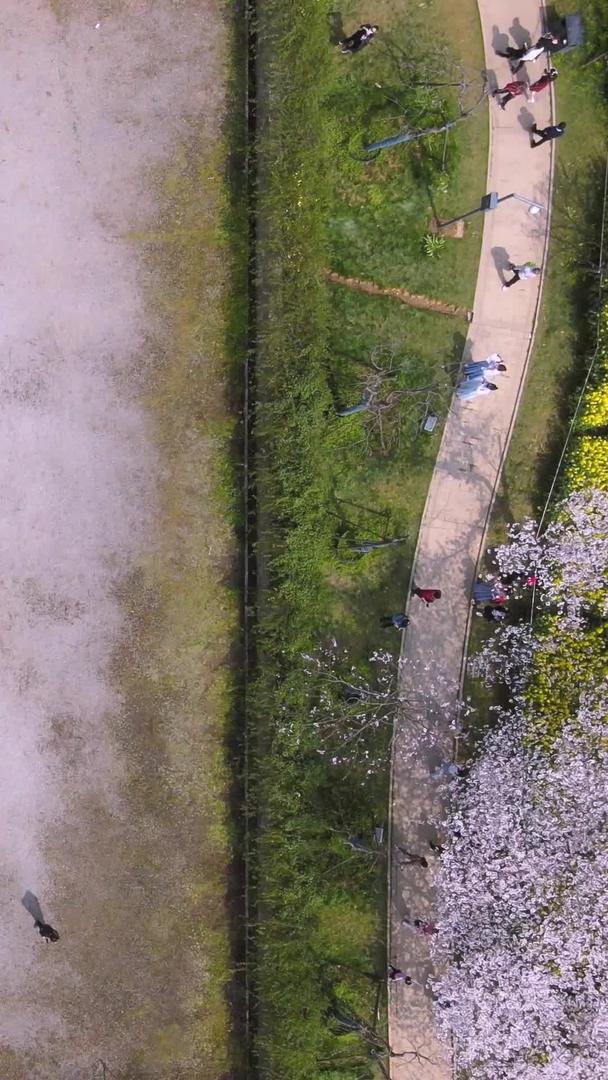 春季航拍樱花季日式建筑五重塔前盛开的樱花素材视频的预览图