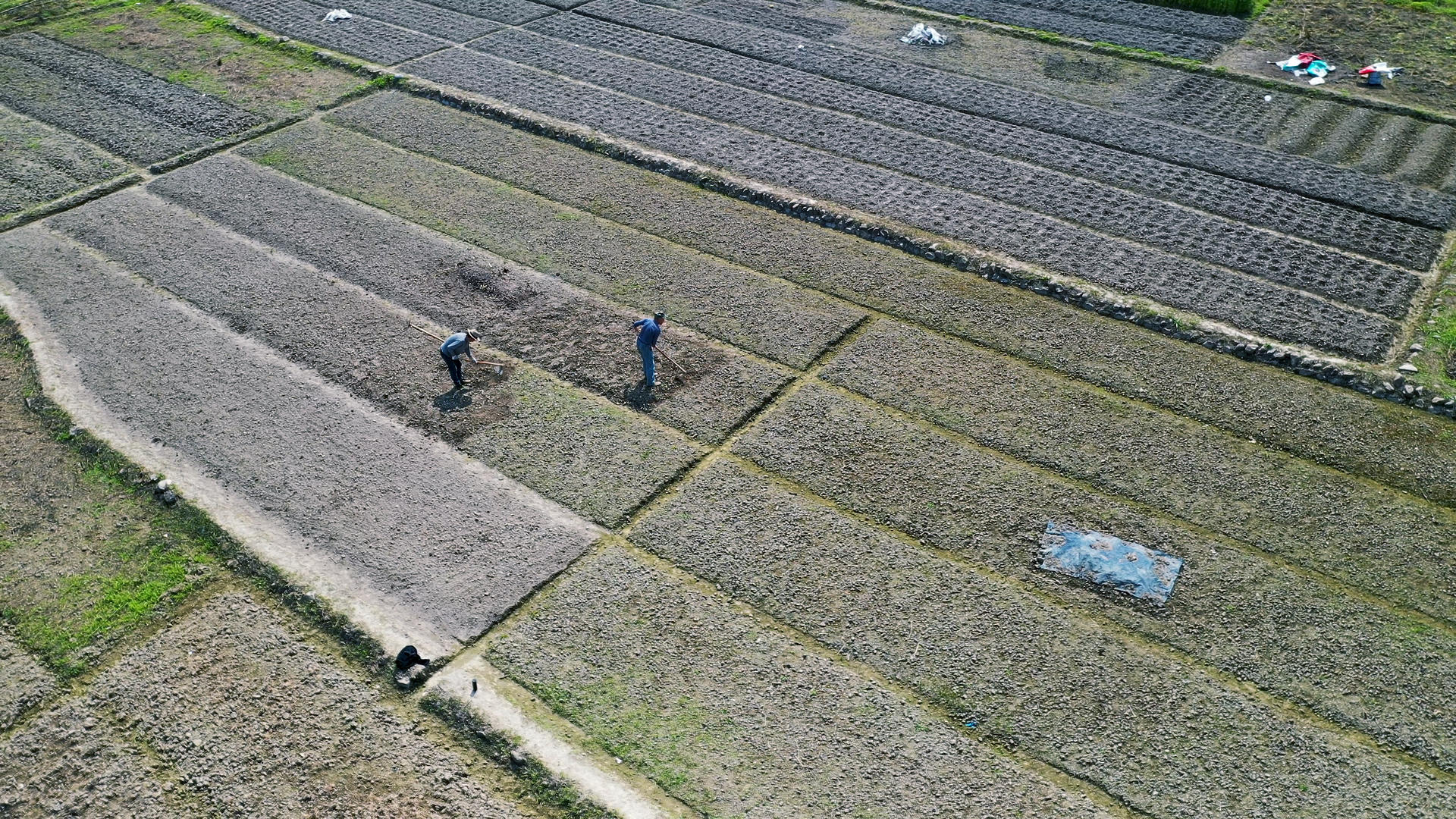 4K航拍田野里劳作耕种的农民视频的预览图