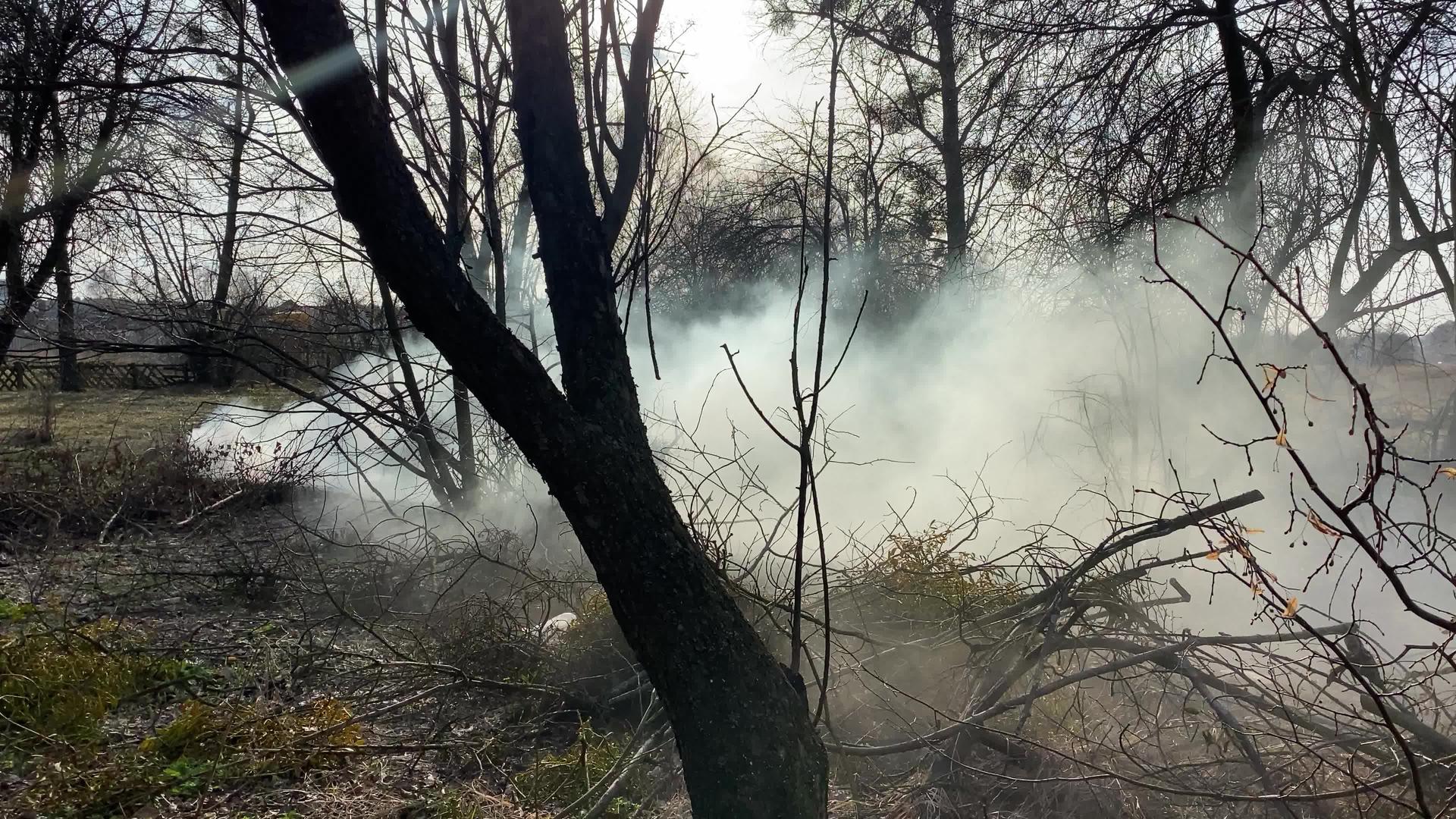 森林里有火树木之间有浓烟视频的预览图