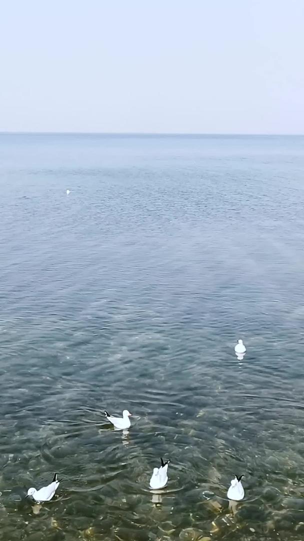 清澈抚仙湖上的候鸟群飞翔戏水视频素材视频的预览图