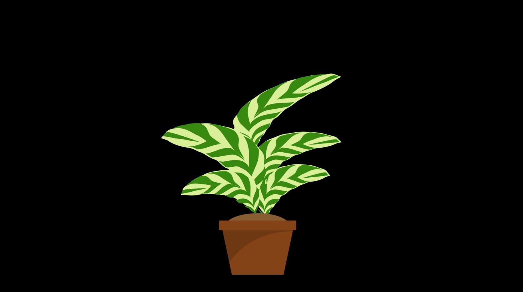 mg动态盆栽绿植生长视频素材视频的预览图
