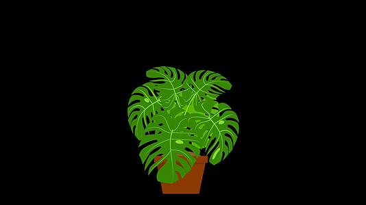 mg动态盆栽植物生长视频素材视频的预览图