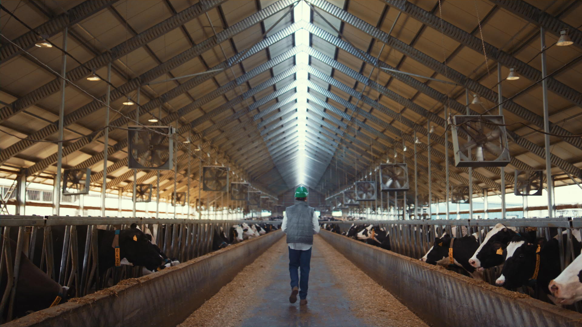 牲畜主管走奶牛场设施设施视频的预览图