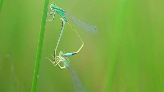 夏天昆虫蜻蜓繁殖视频的预览图