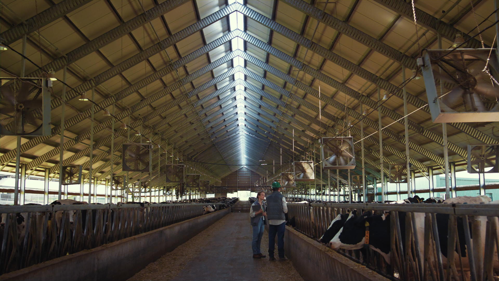 牛场棚内动物兽医检查牛场棚内视频的预览图