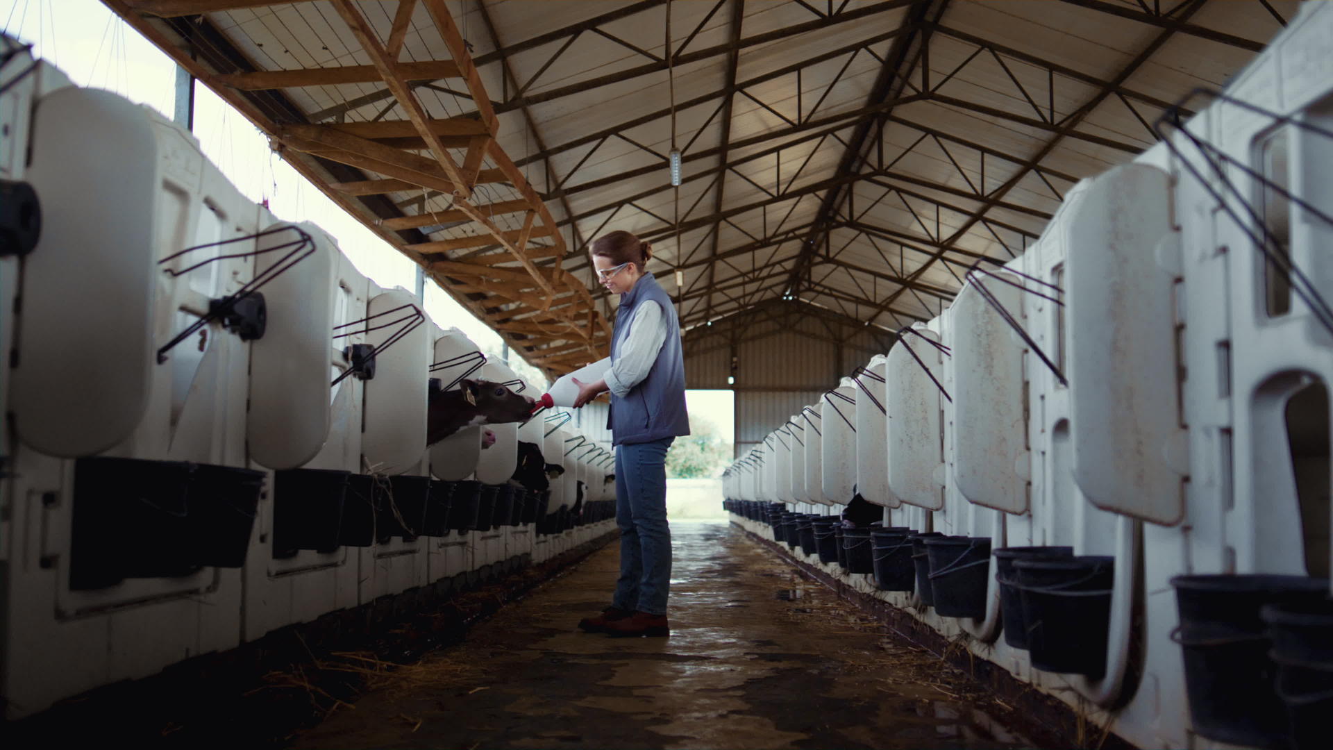 畜牧工人在牛棚里喂小牛视频的预览图