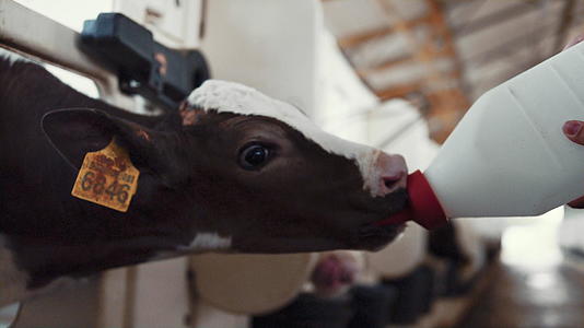 可爱的小牛在饲养场特写中喝牛奶视频的预览图