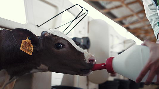 小牛养殖设施特写喂养工人视频的预览图