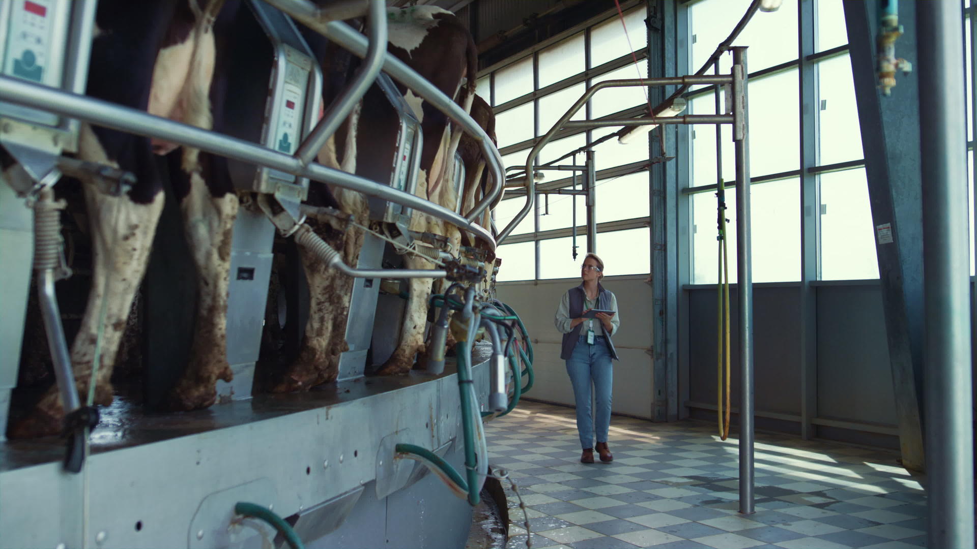 在奶牛场畜牧工人收集数据视频的预览图