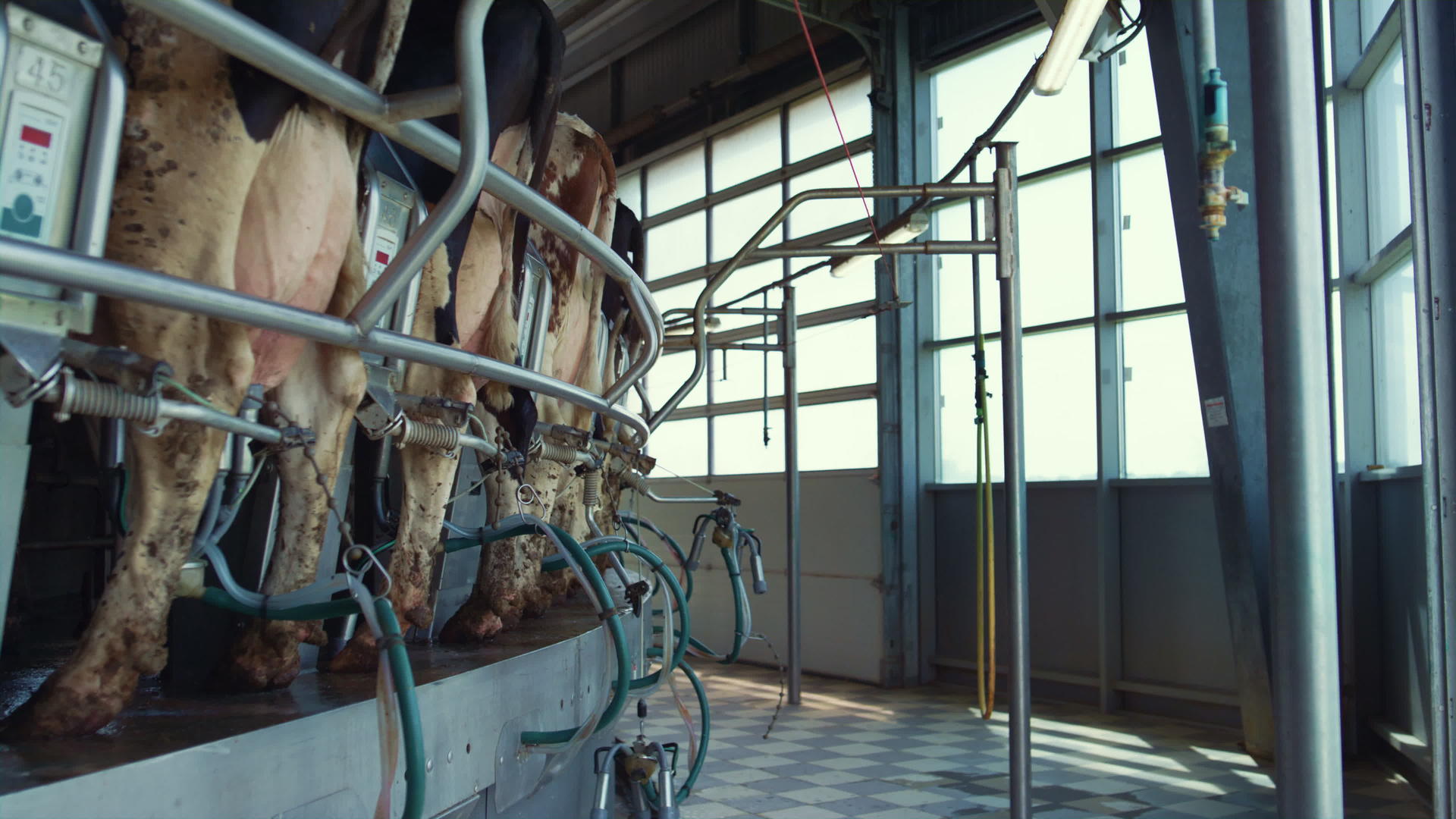 现代化乳制品生产设施农田自动奶牛挤奶设备视频的预览图