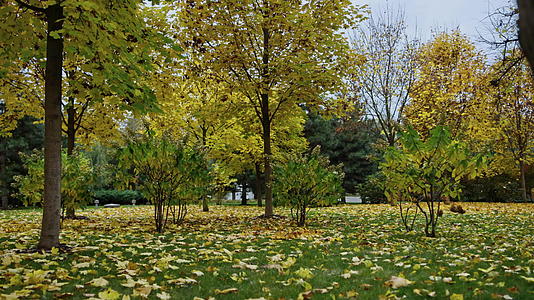 十月秋天公园的叶子颜色多变视频的预览图