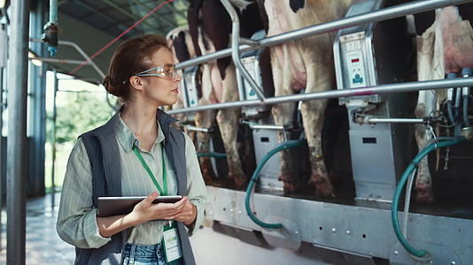 牛场工人控制现代农场设施的自动挤奶过程视频的预览图