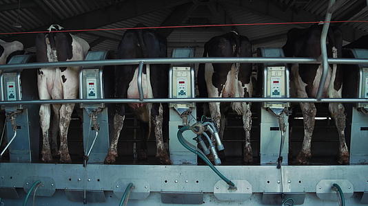 现代奶牛挤奶平台生产设施视频的预览图