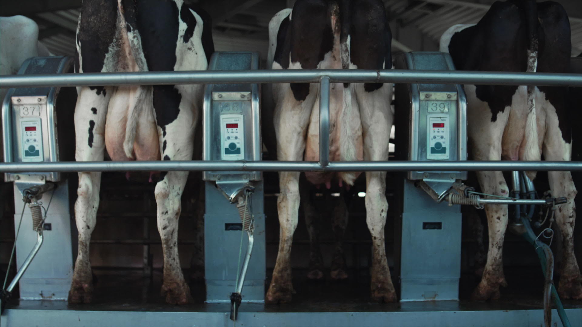 自动奶牛挤奶系统在农场客厅视频的预览图