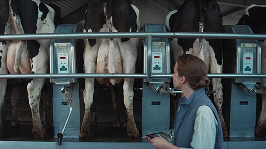 动物工人步行挤奶生产设施视频的预览图