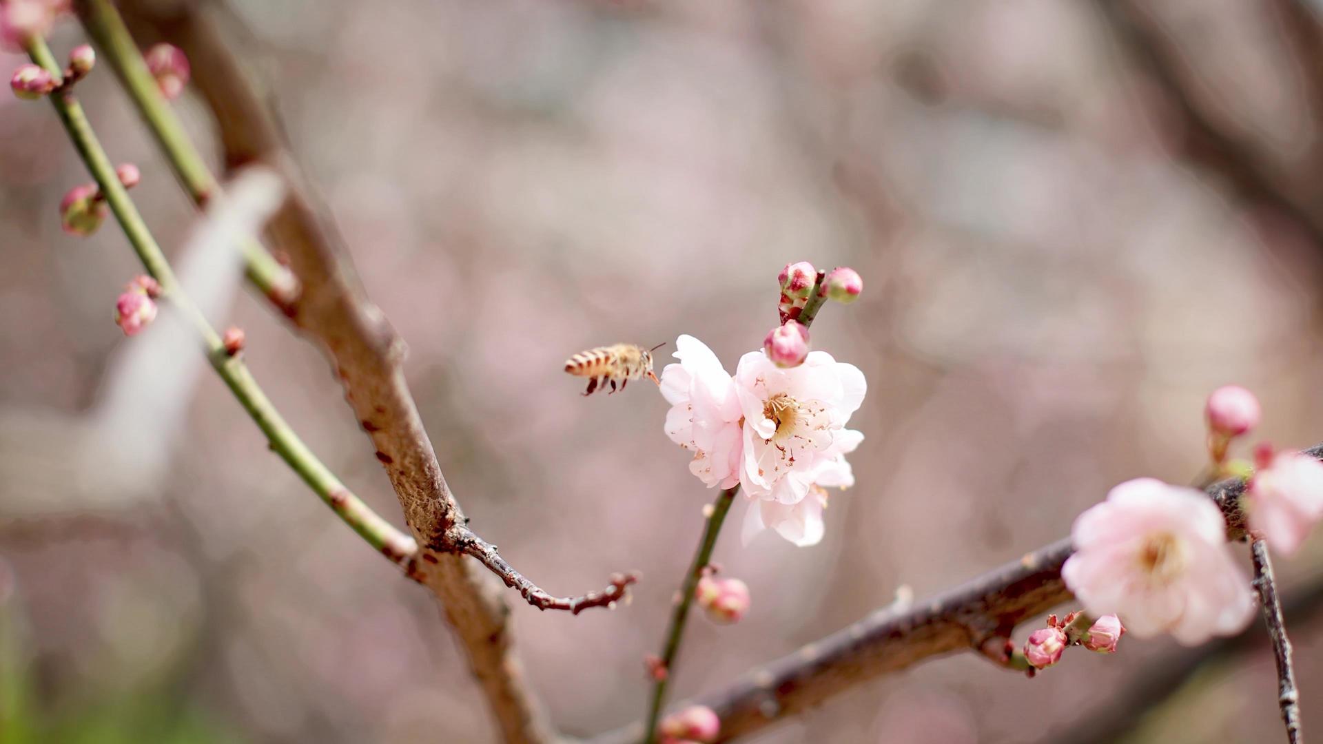 春季惊蜇盛开梅花采蜜蜜蜂视频的预览图