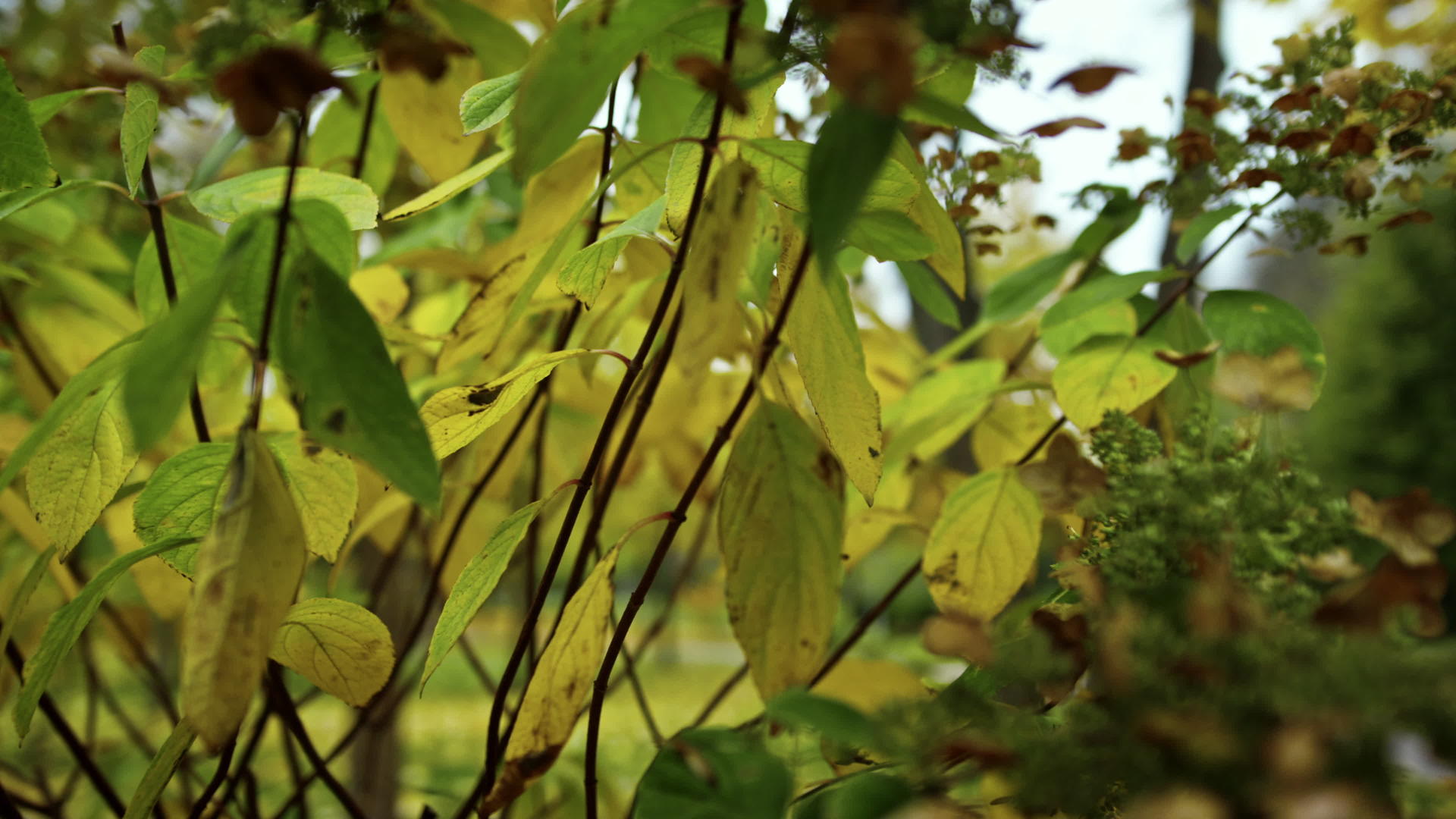 收集公园里秋天的灌木和树叶视频的预览图