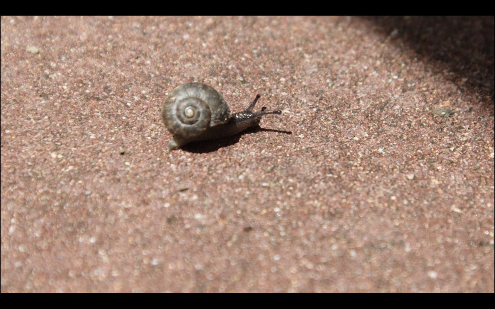 烈日下可爱的小蜗牛奋力爬向树荫视频的预览图