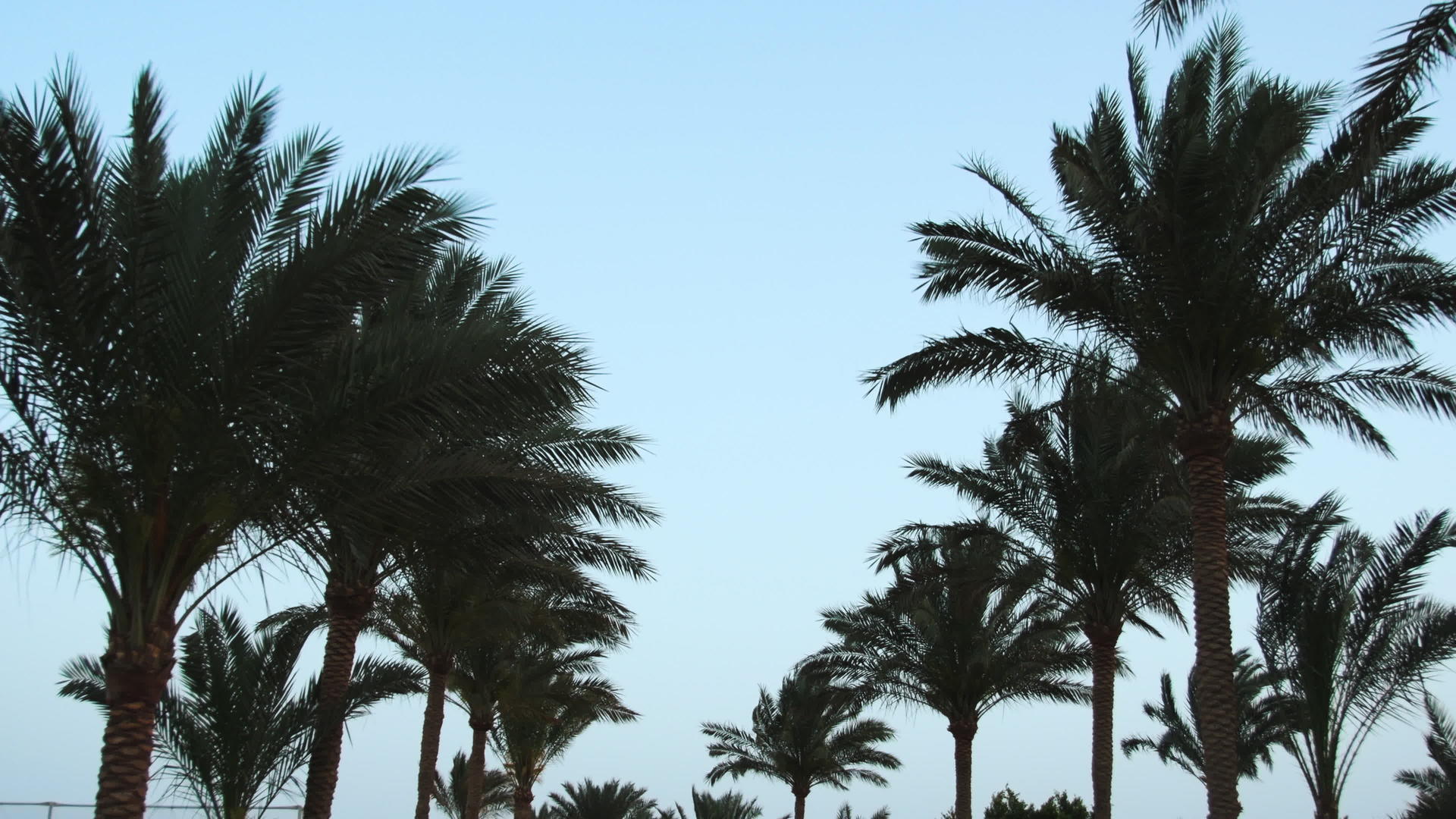 日出天空背景的棕榈树视频的预览图