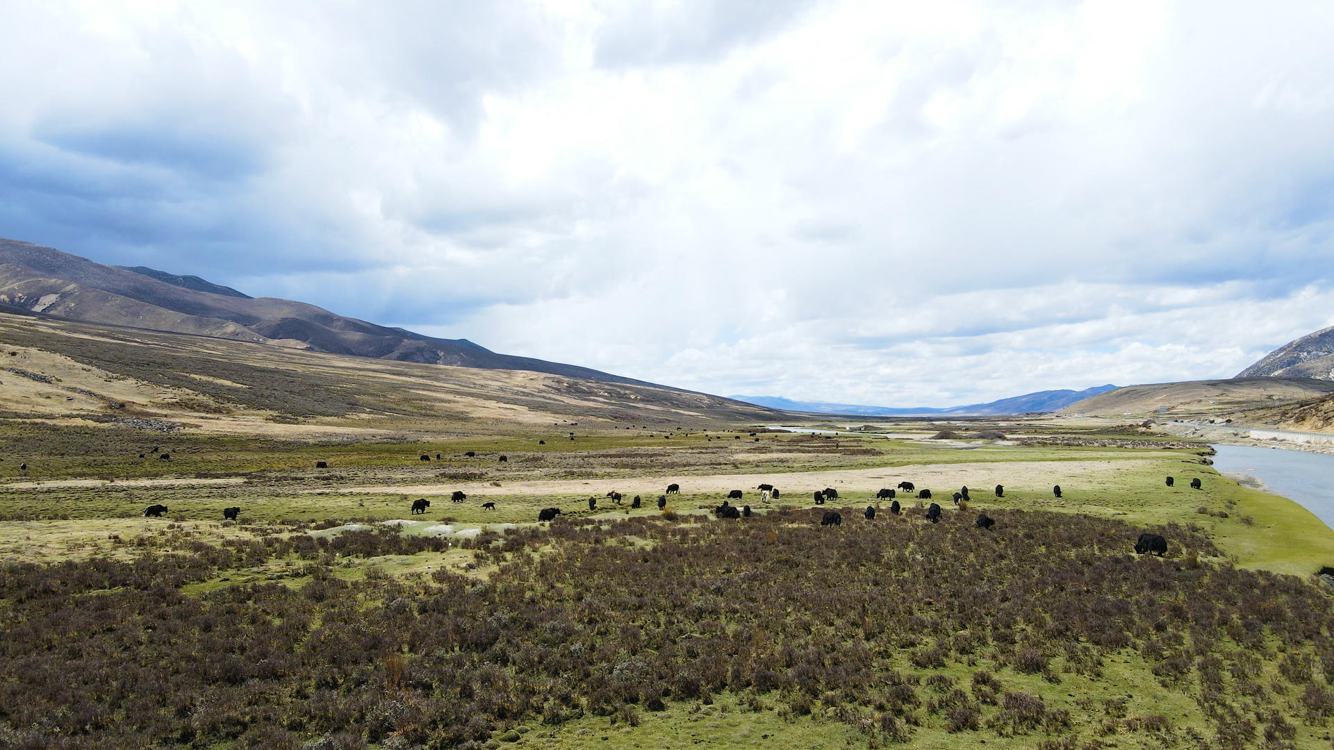 4K航拍中国大草原风光高原牦牛群视频的预览图