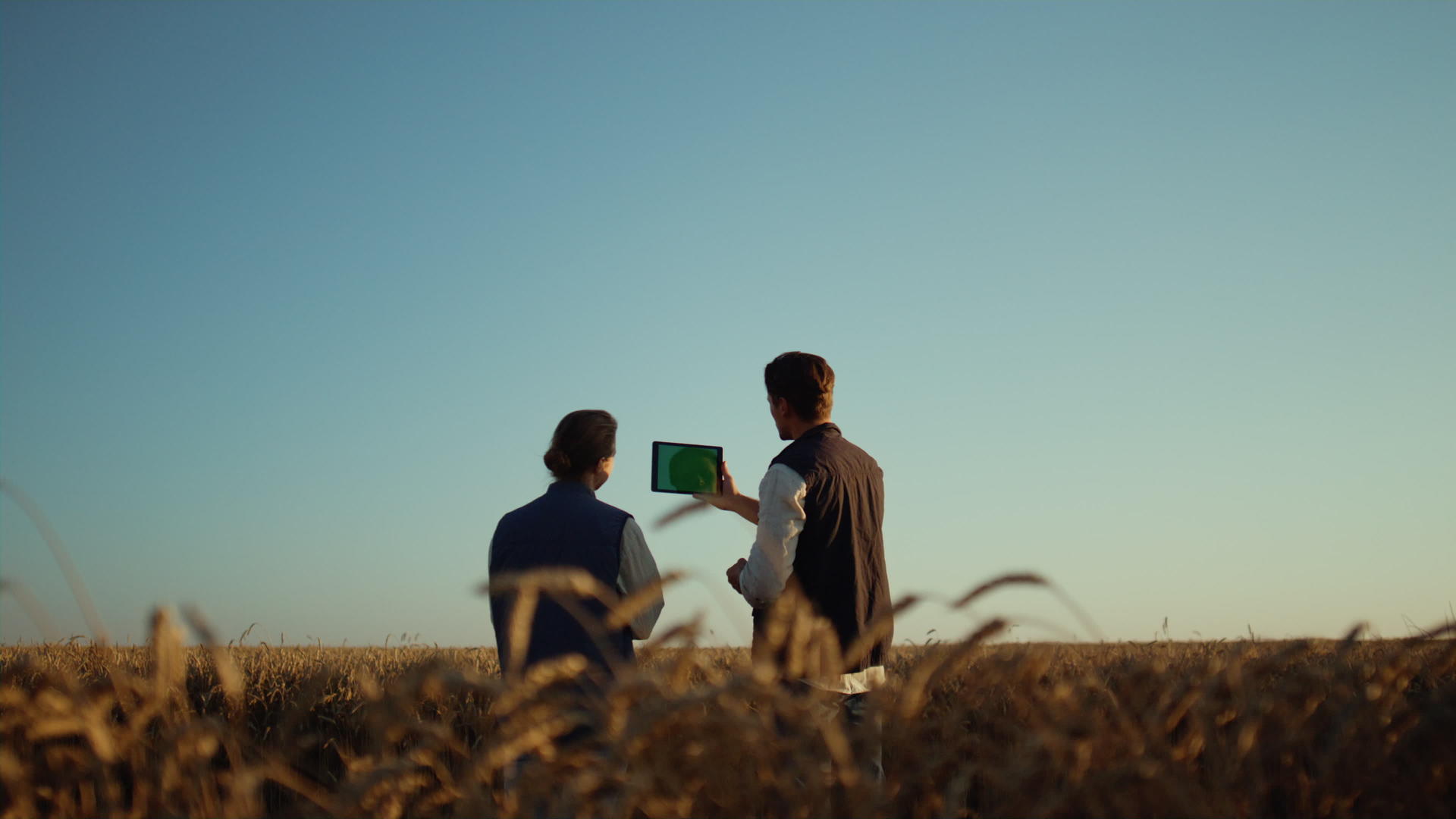 农民用平板电脑在麦田里工作视频的预览图