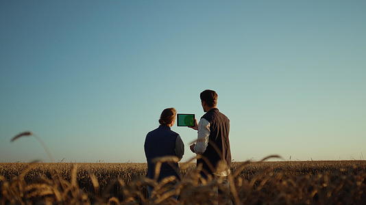 农民工拿着平板电脑检查栽培小麦的收获情况视频的预览图