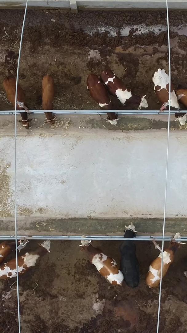 大型奶牛饲养航拍视频的预览图