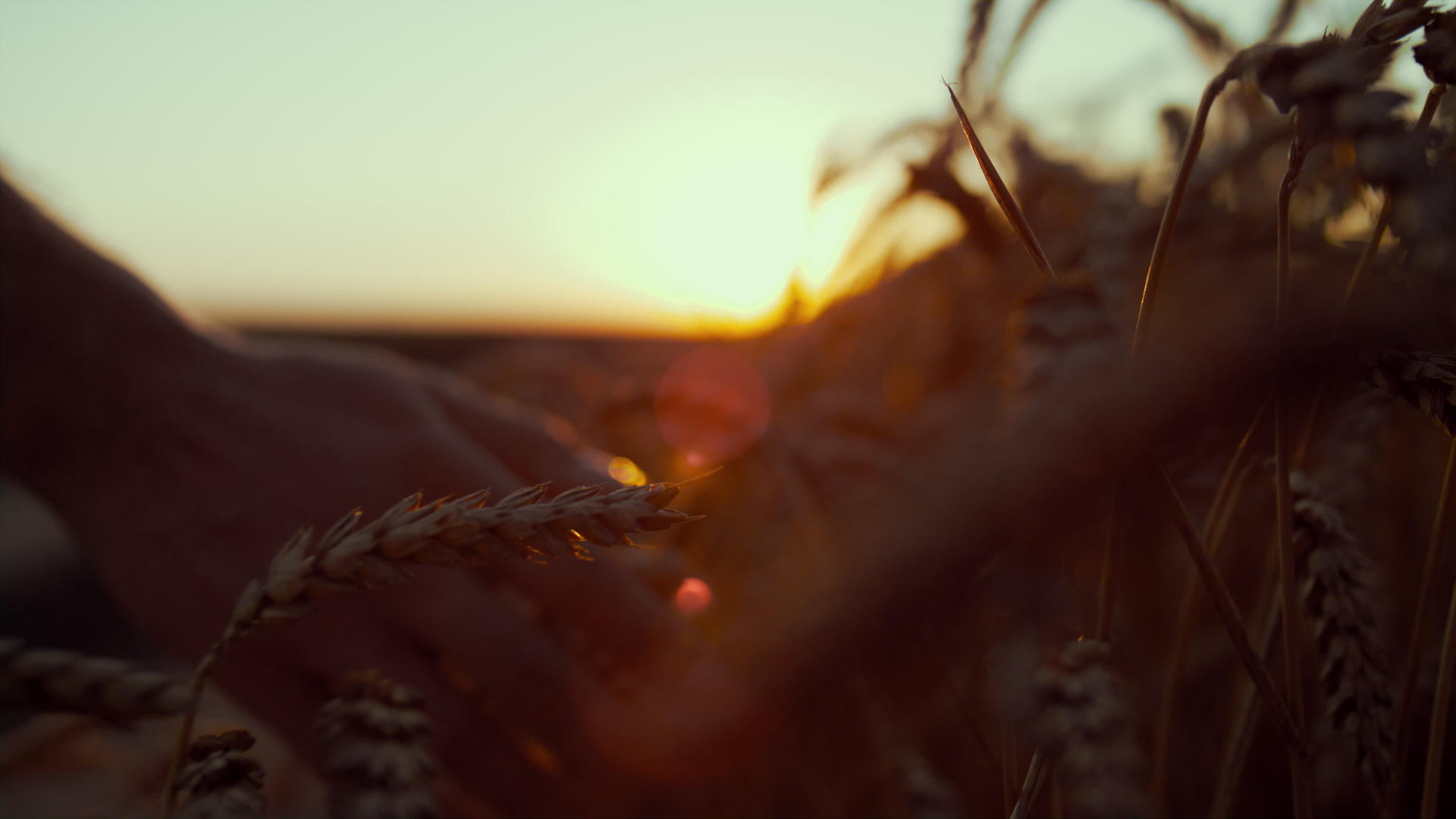 农夫在日落时用手触摸小麦小穗视频的预览图