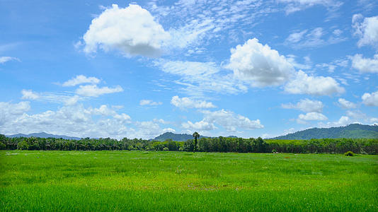 蓝天白云下绿油油稻田水稻延时4K视频的预览图