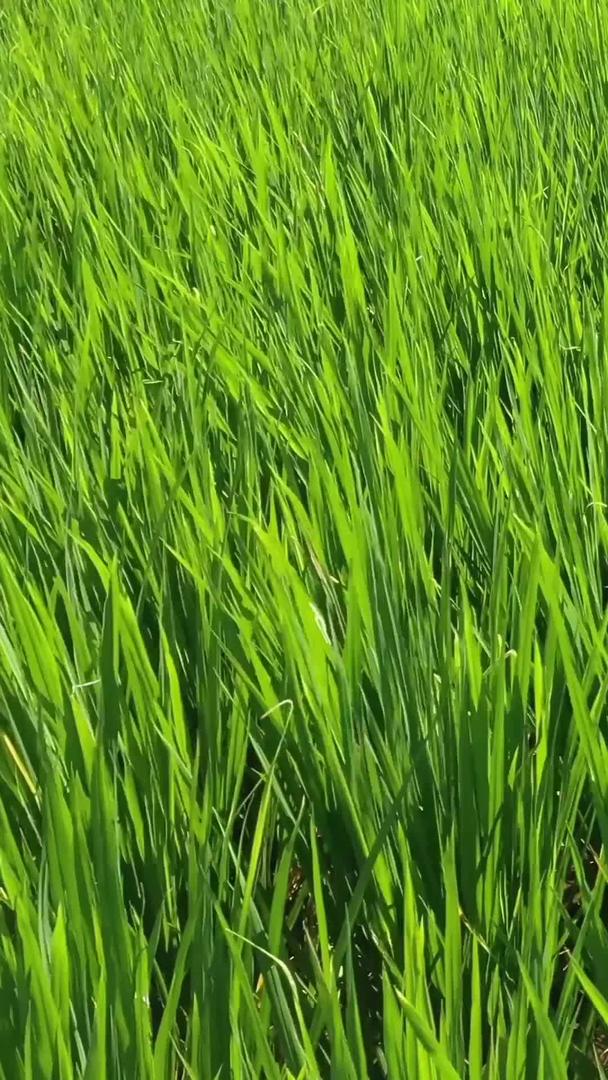 航拍农田里的水稻特写收藏视频的预览图