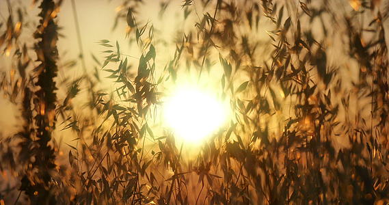 日落的阳光视频的预览图