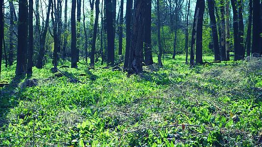 在森林中行走的野生大蒜叶覆盖了大量的土地流行草药视频的预览图