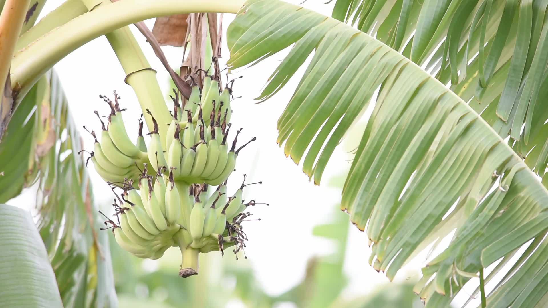树上的香蕉在风中摇摆视频的预览图