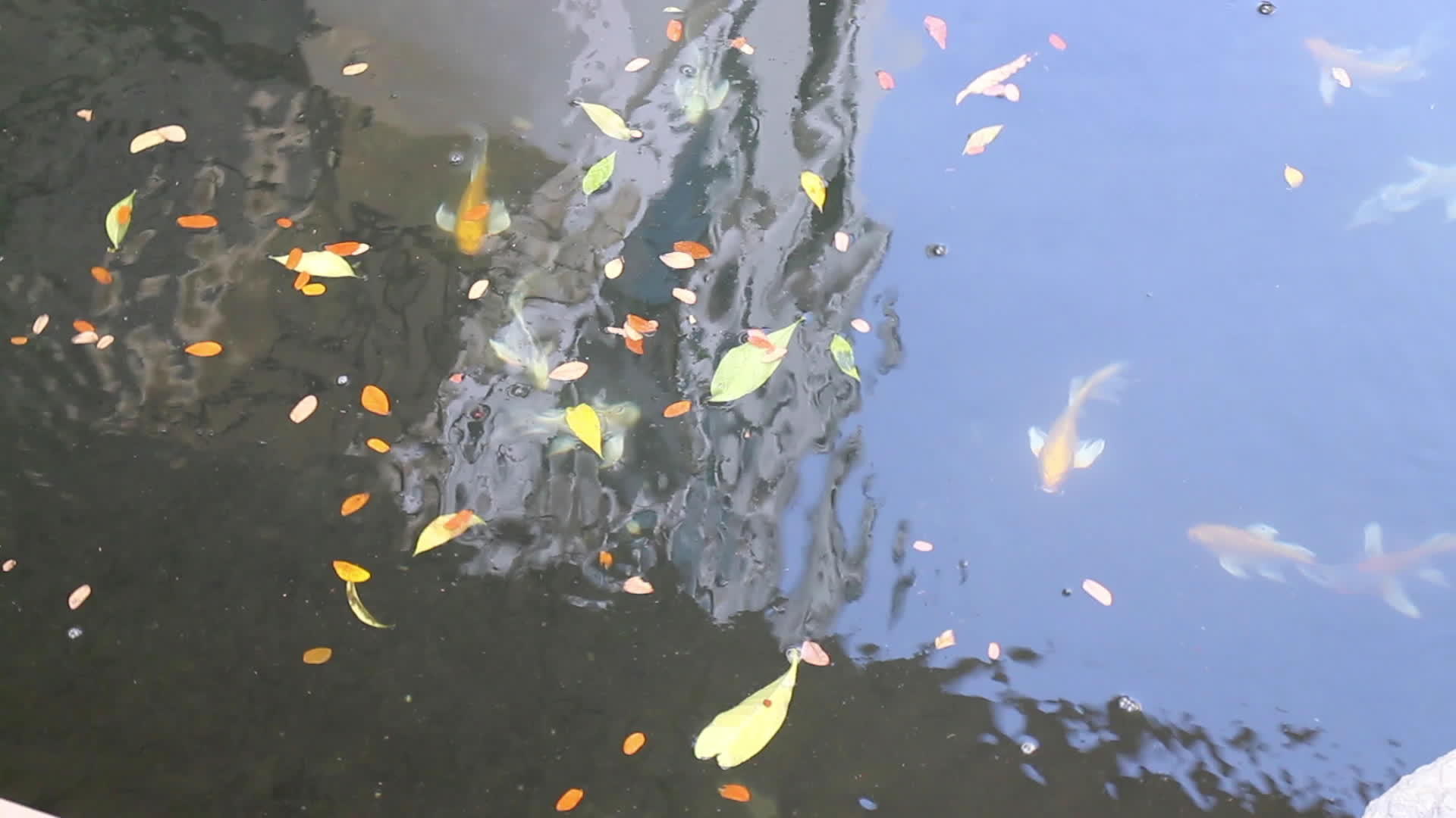 花园里的鱼塘视频的预览图