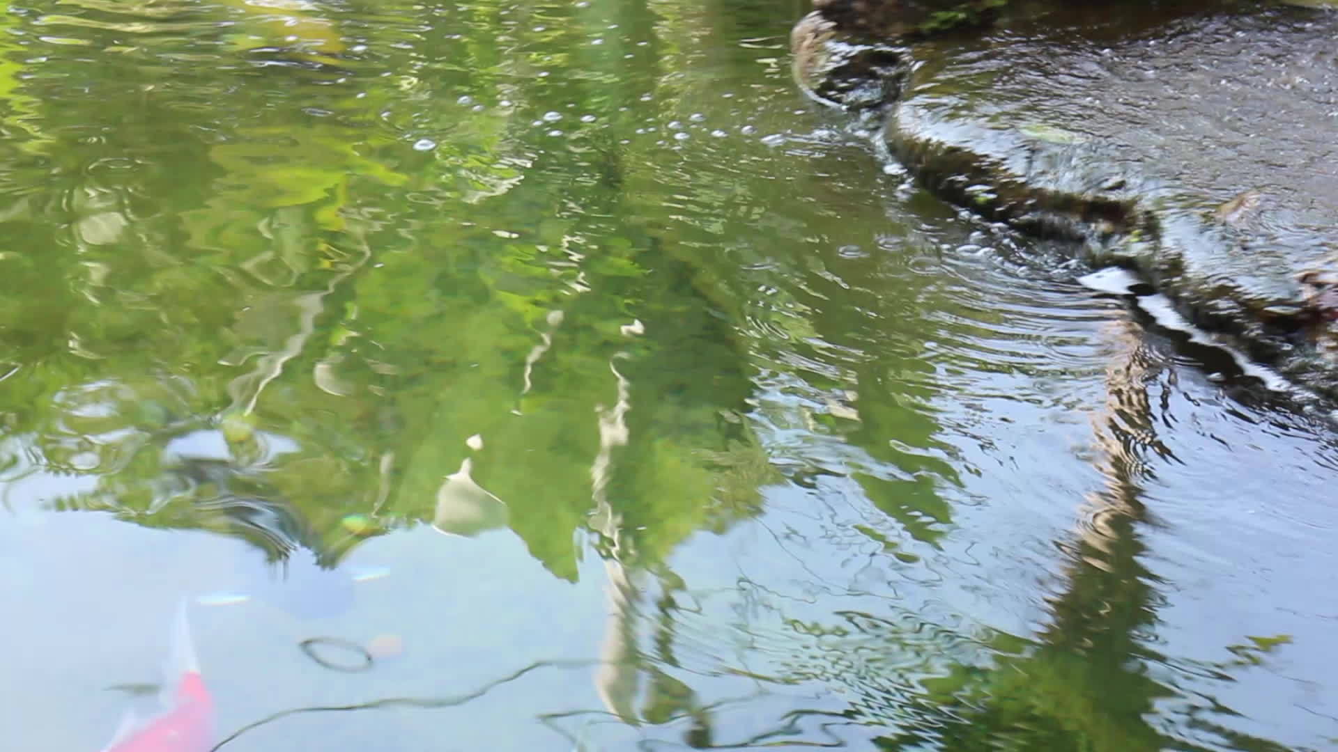 花园里的鱼塘视频的预览图