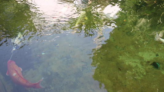 花园里的鱼池视频的预览图