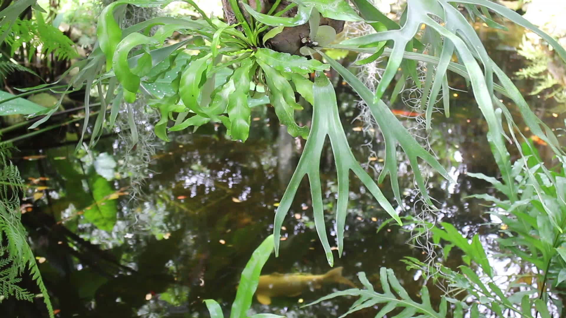 鲤鱼池热带菜园视频的预览图