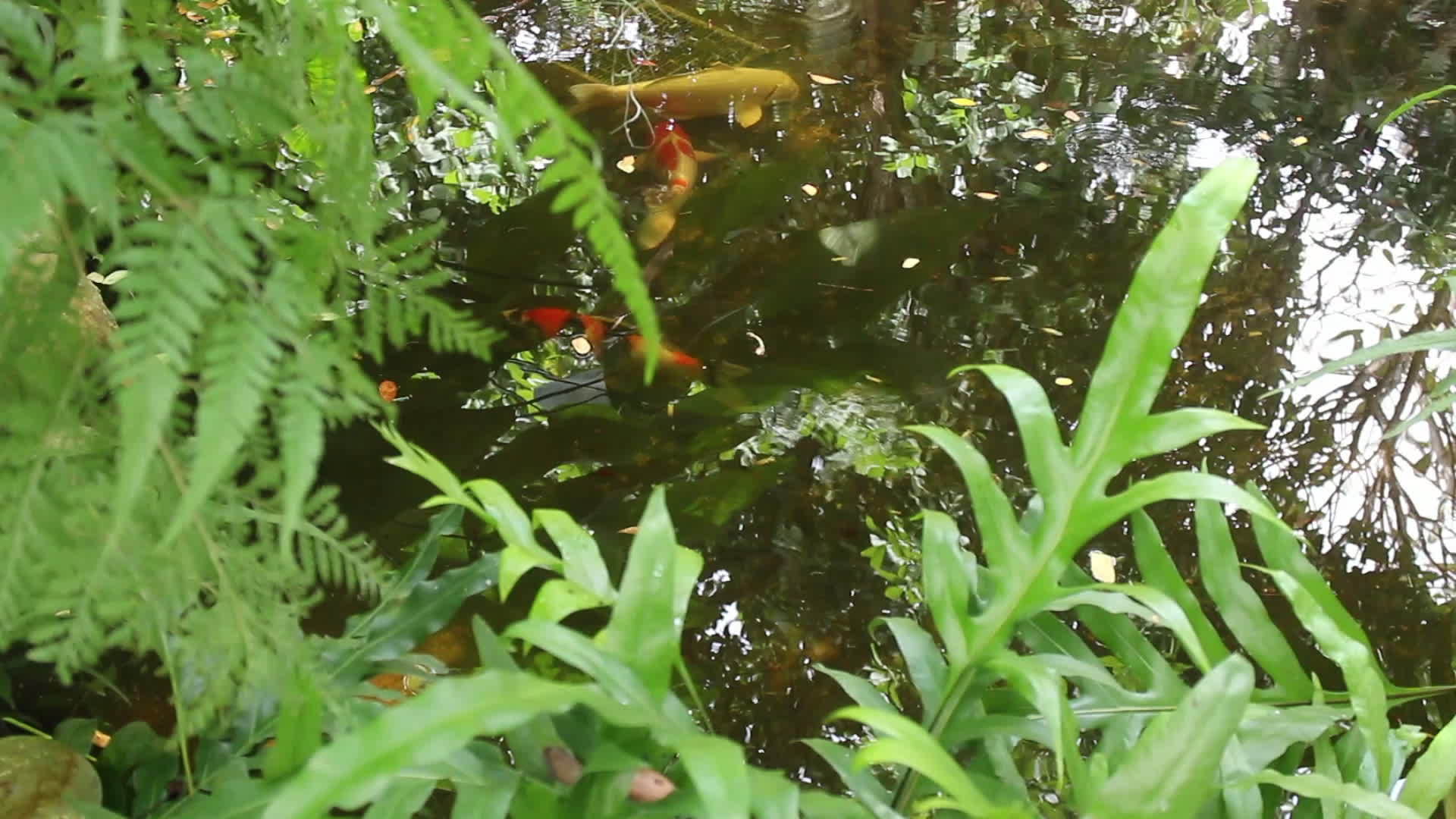 鲤鱼池热带菜园视频的预览图