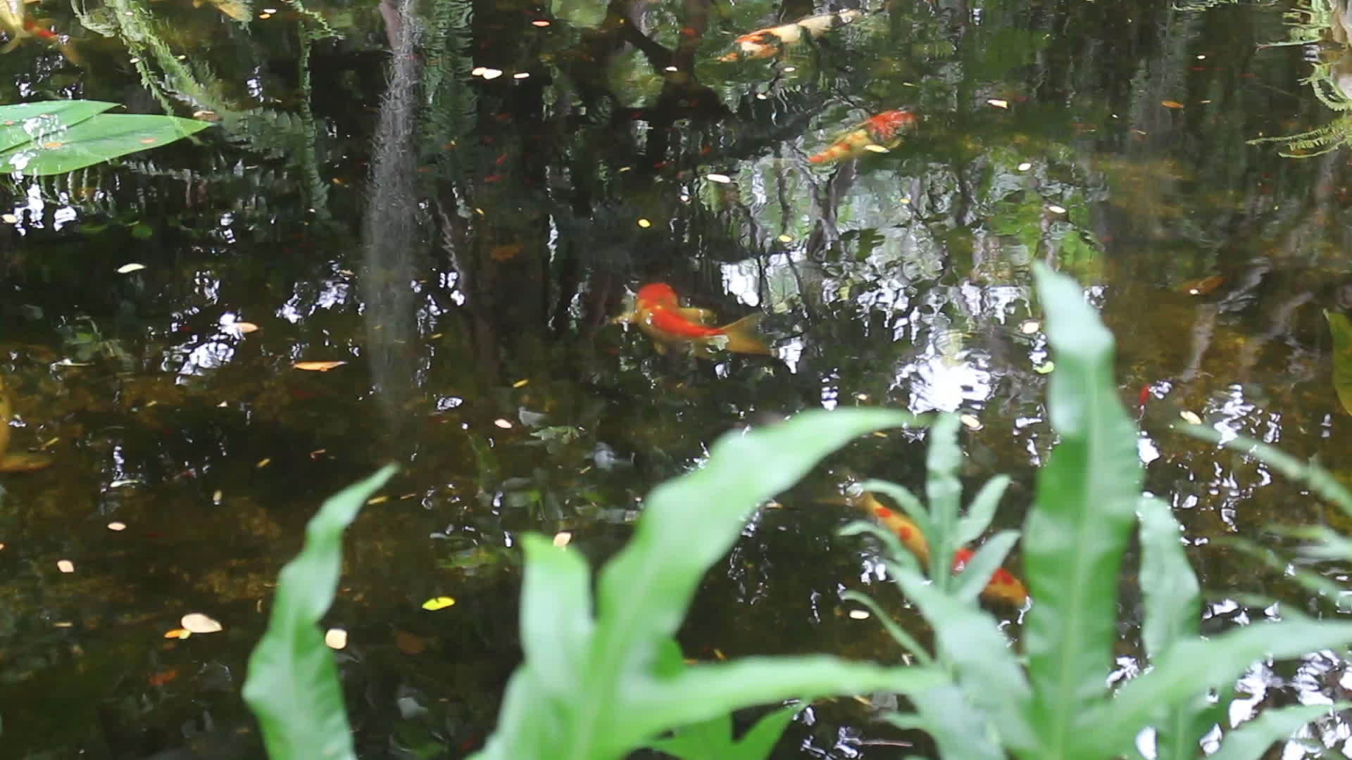绿园鱼塘视频的预览图