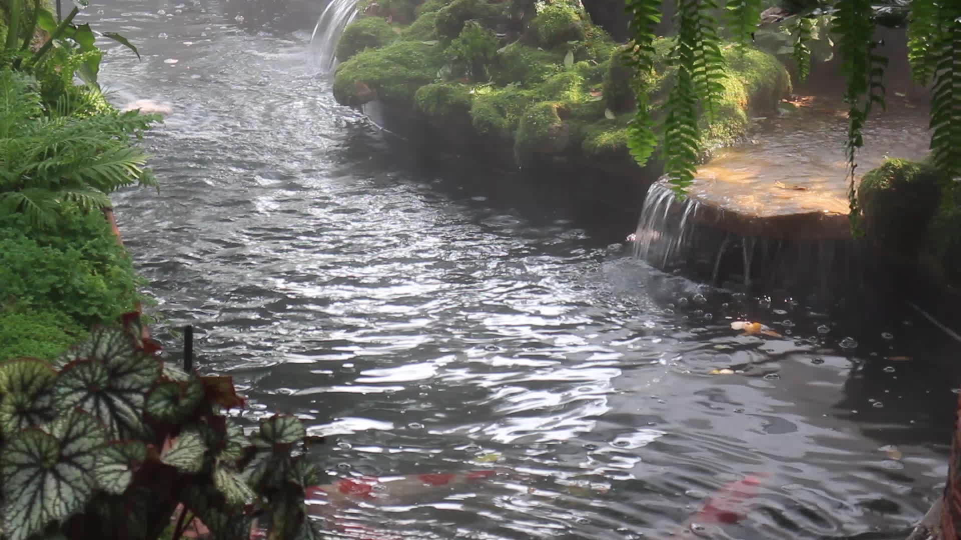 科伊鱼在池塘花园里游泳视频的预览图