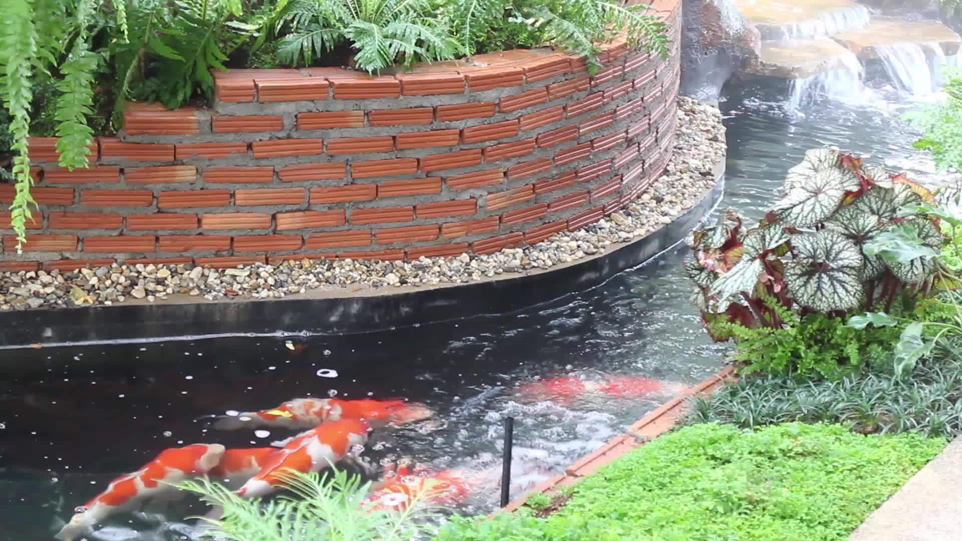 科伊鱼在池塘花园里游泳视频的预览图