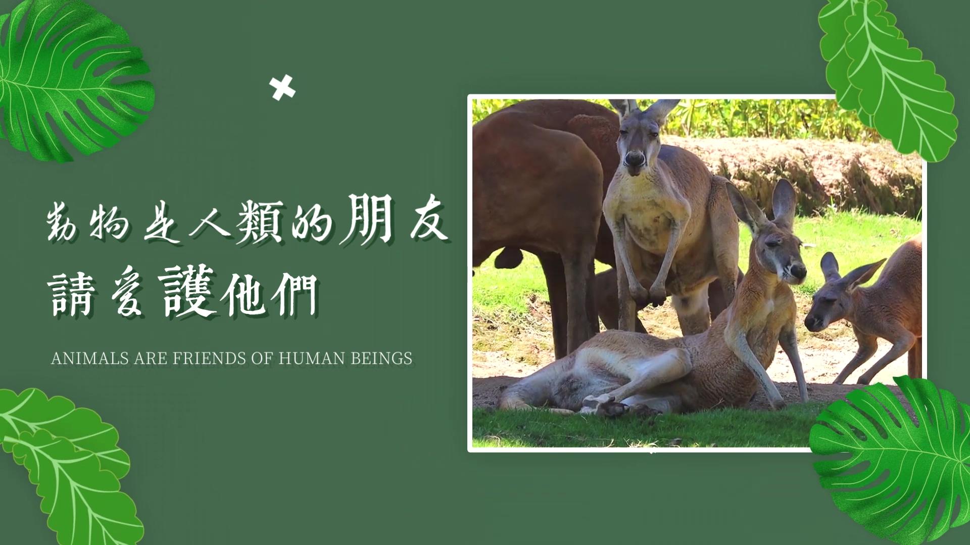 AE模板模板国际珍惜动物保护日图文宣传展示视频的预览图