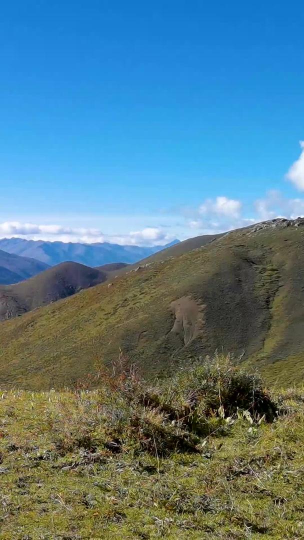 蓝天下的高山草甸和骑马登山的马队人群视频的预览图