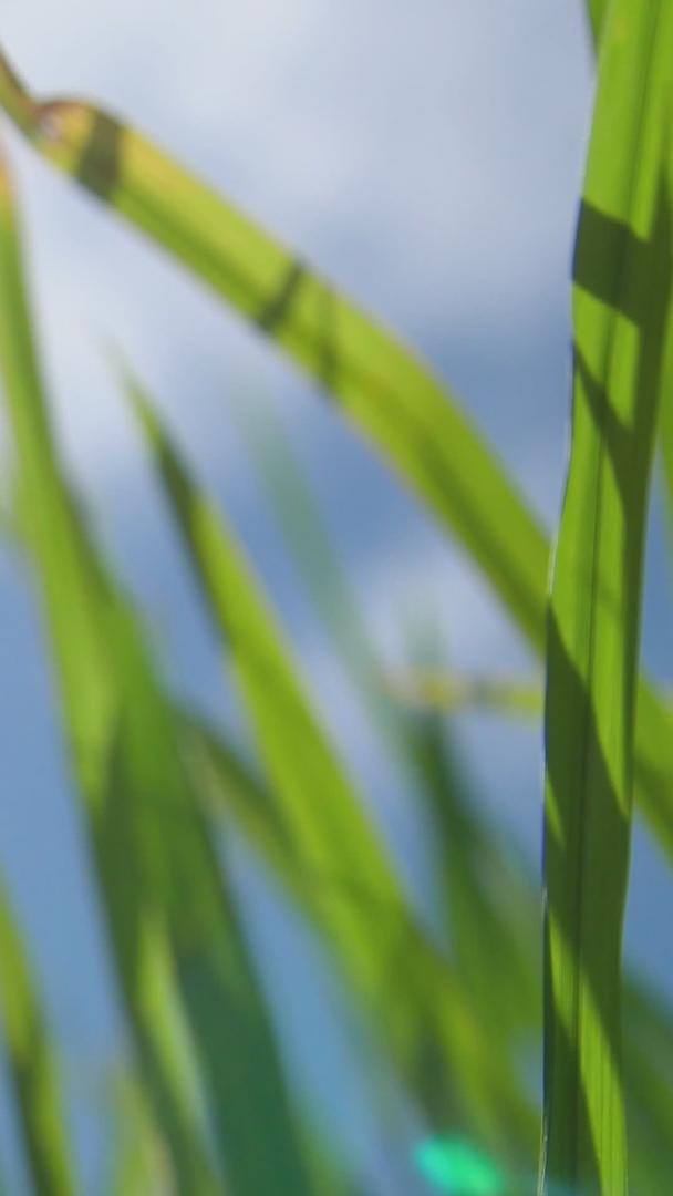 蓝天下茁壮成长的稻田视频的预览图