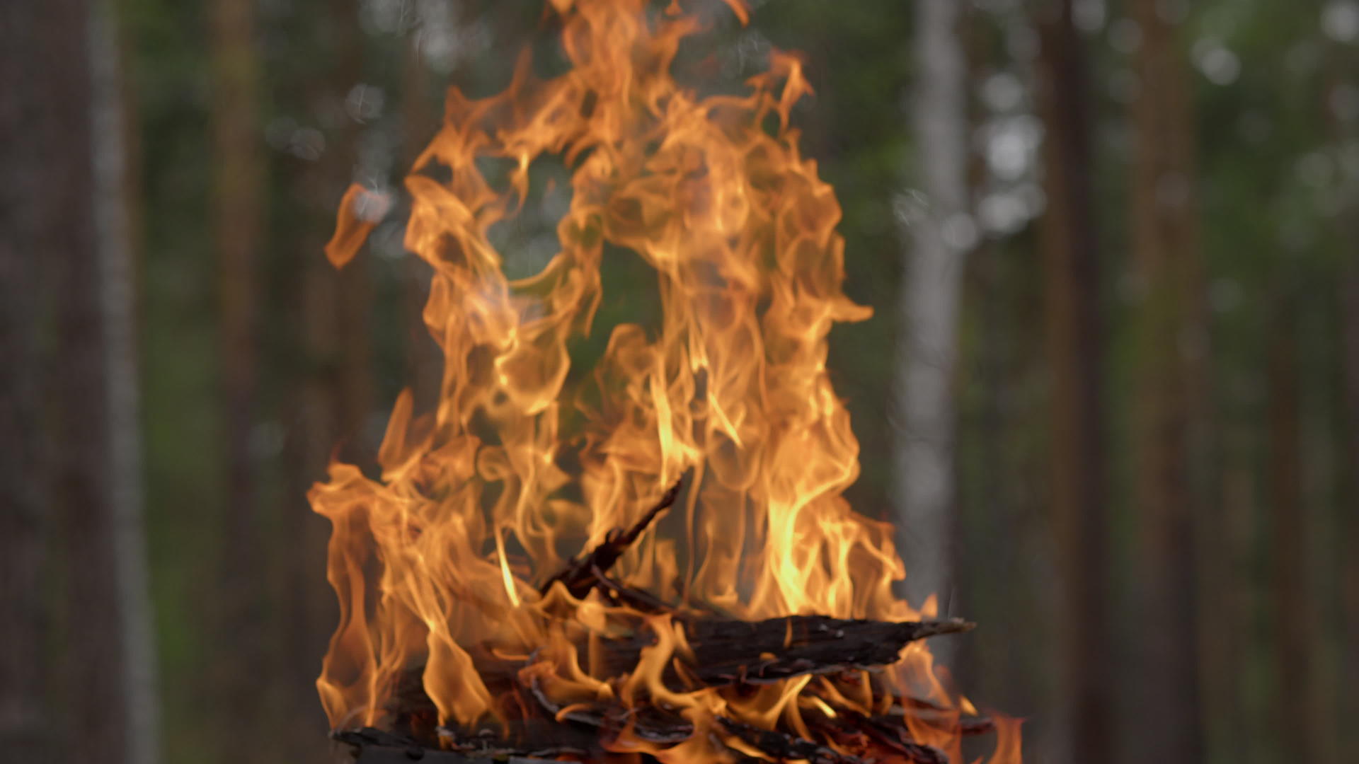 在森林外燃烧的火焰视频的预览图